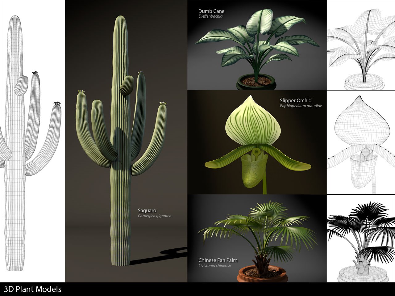 3D modeling and visualization of botanical forms for concept and design reference.